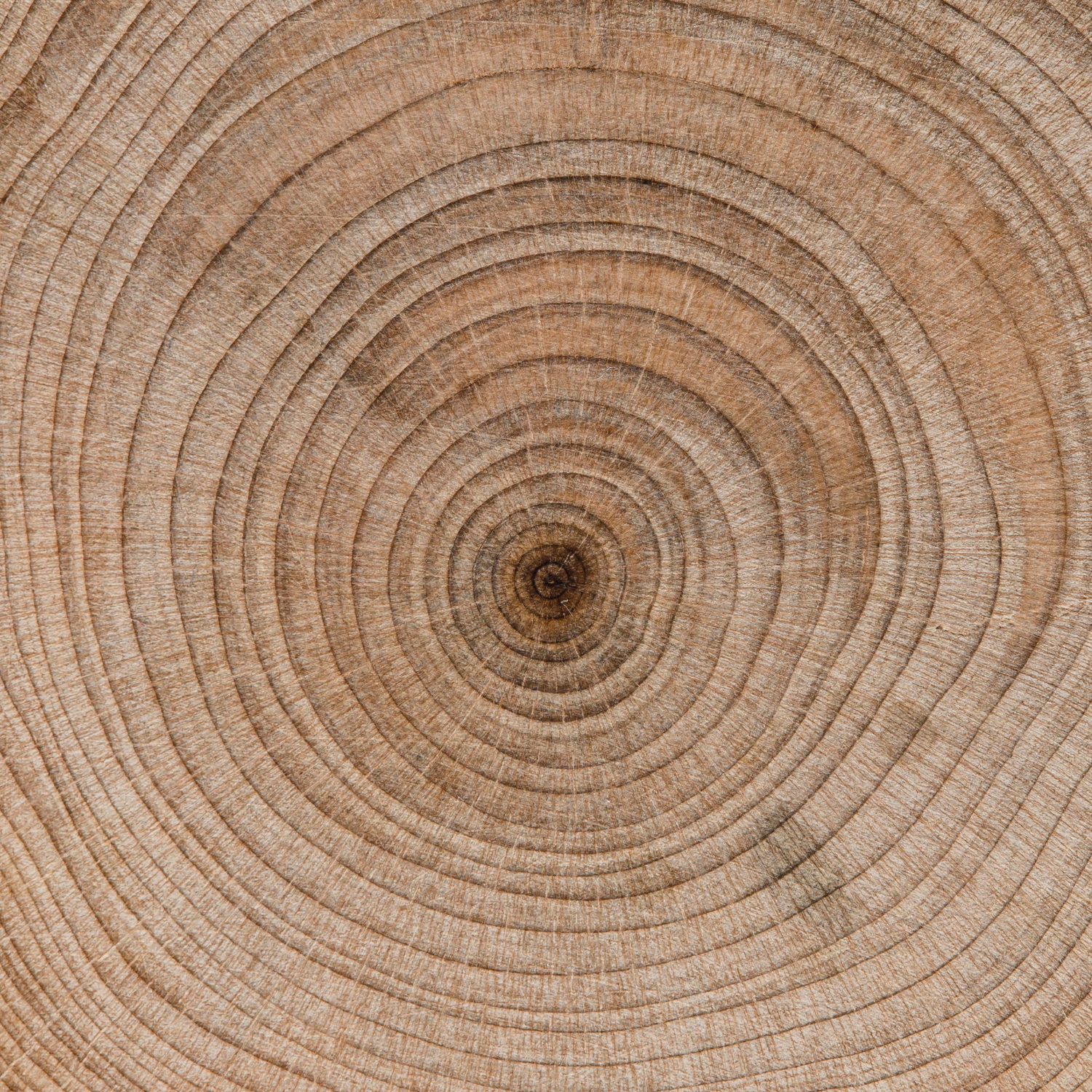 section_arbre
