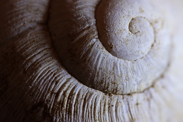 spiral_coquillage